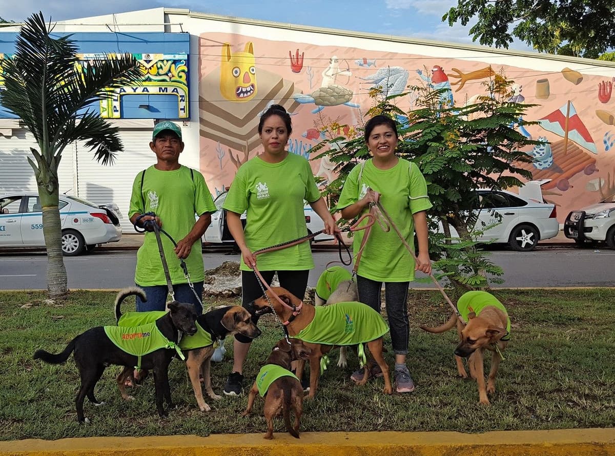Realizarán III Caminata Canina por Asociación de Protectores de Animales