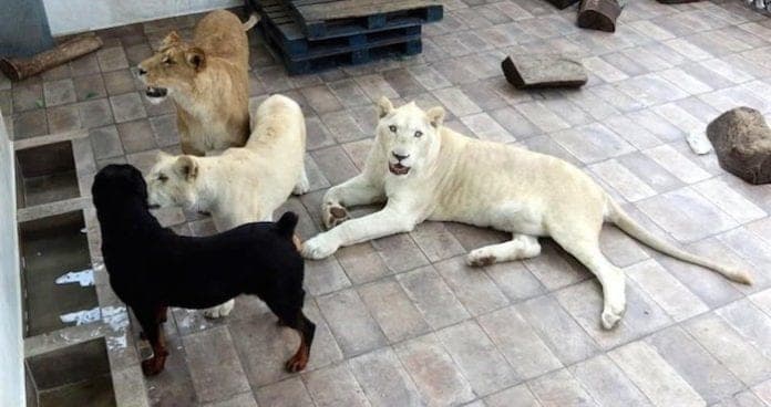 Tenía a tres leones albinos junto a su perro en la azotea