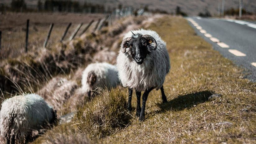 Individuo se monta sobre un carnero y recibe karma instantáneo