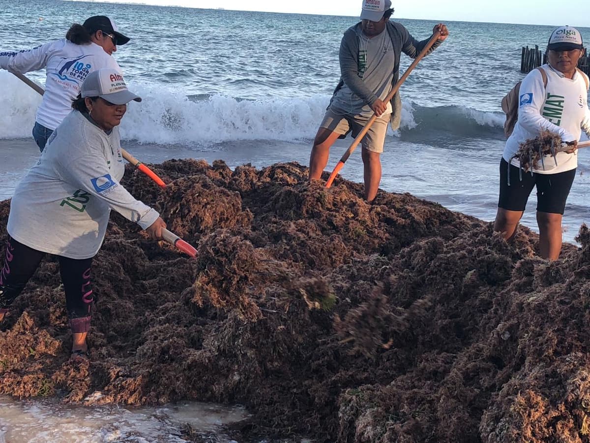 Dan inicio a estrategia de combate al sargazo