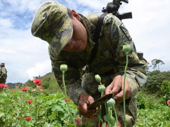 Respaldan académicos de UNAM legalización de amapola