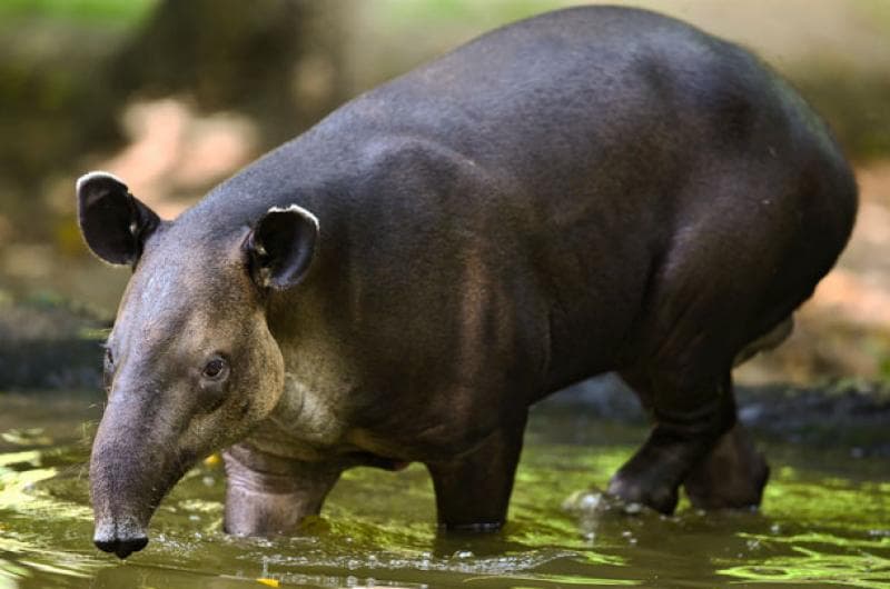 Otra especie en extinción: El Tapir de Sian Ka’an