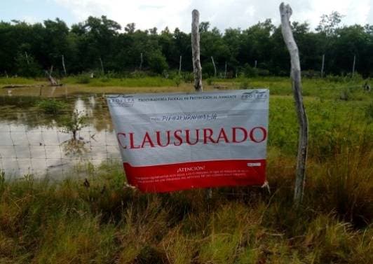 Frenan tala de mangle en Holbox