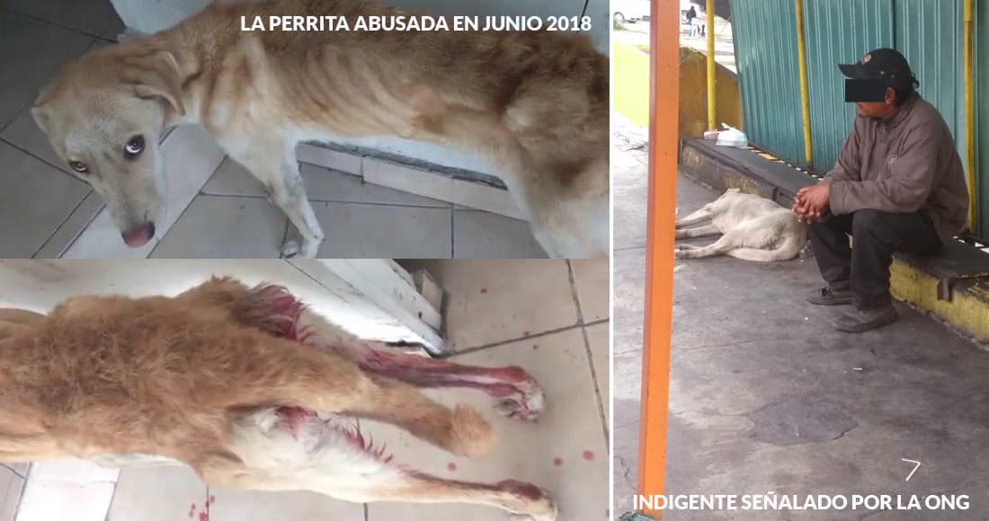 ONG rescata perrita violada por indigente