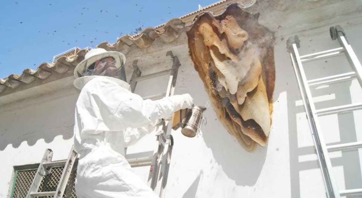 Solicitan al gobierno de Solidaridad, recursos para salvar enjambres de abejas