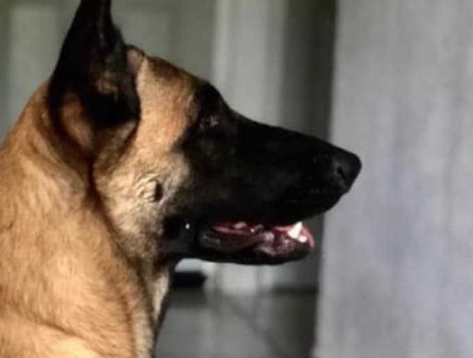 Perrita rescatista de Cancún es encontrada gracias a las redes sociales
