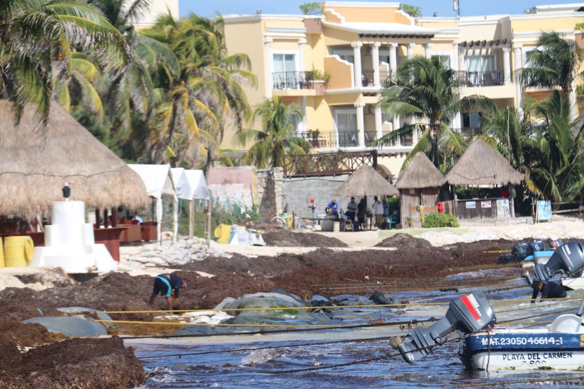 Vuelve el sargazo a Playa del Carmen