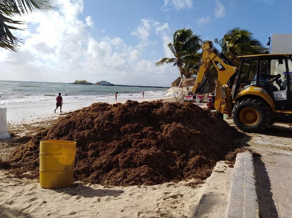 Refuerzan plan contra sargazo en Quintana Roo