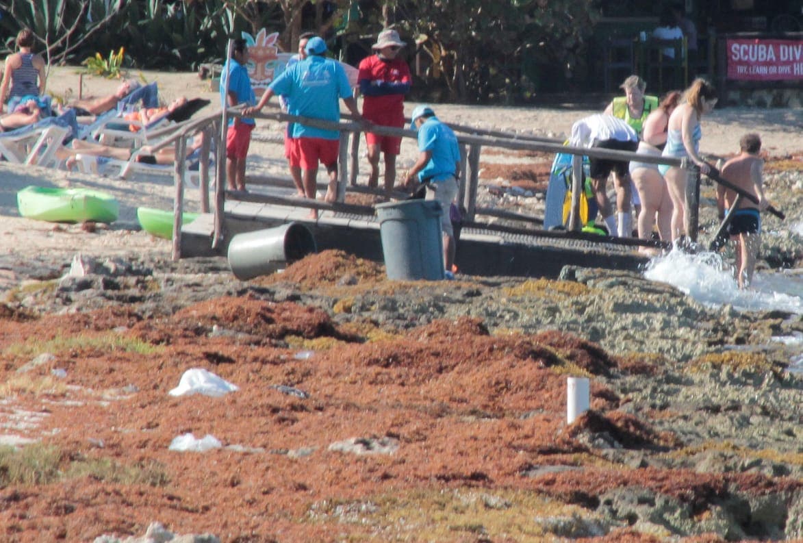Esconde club de playa sargazo en manglar en Cozumel
