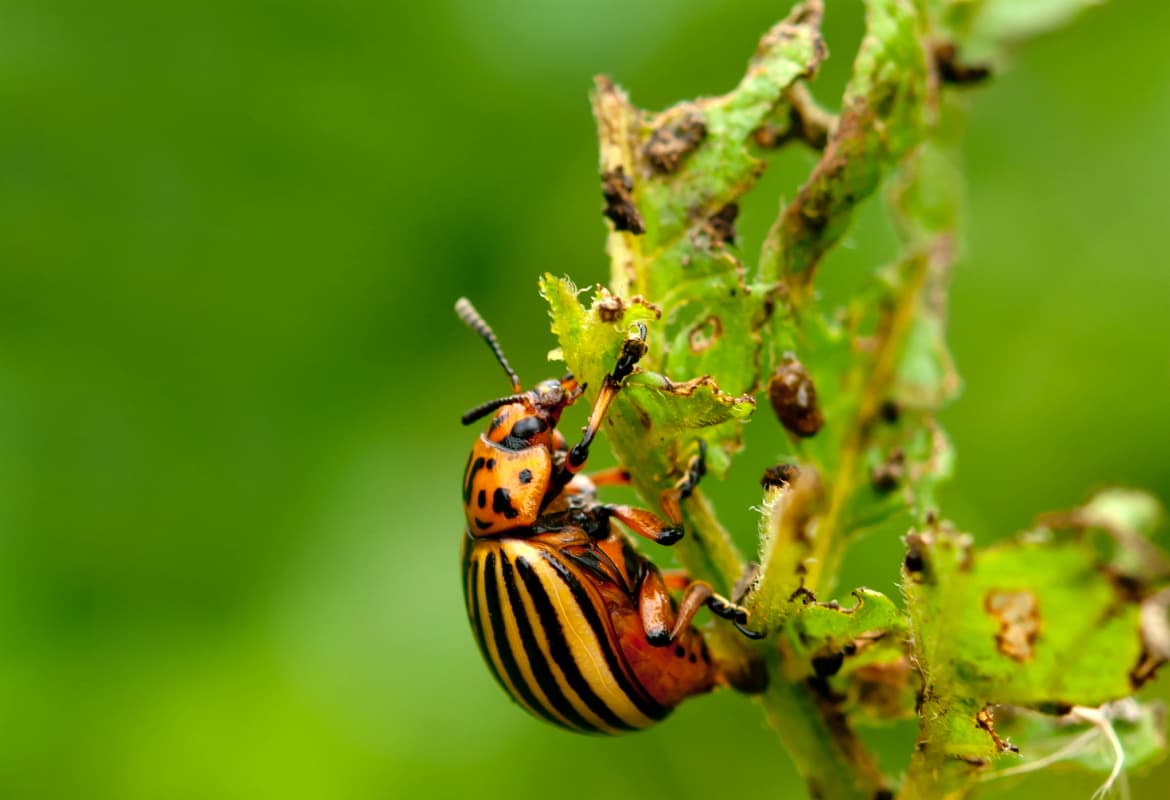 Apicultores de Sabán no pueden combatir plaga de escarabajo