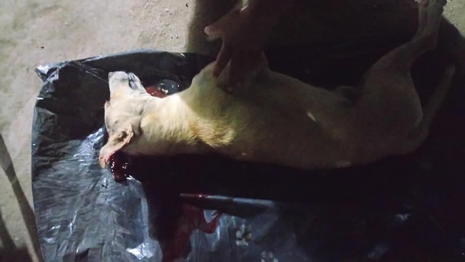 Video: De un machetazo en la cabeza mató a un perro en Calderitas