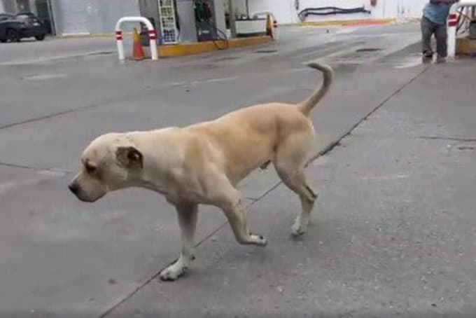 Video: Perro callejero salva a despachador de ser asaltado