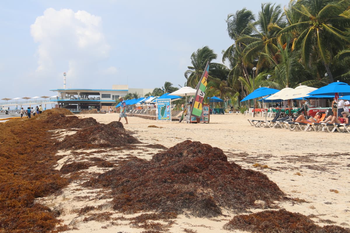 Hoteles de Riviera Maya optan por proyectos individuales antisargazo