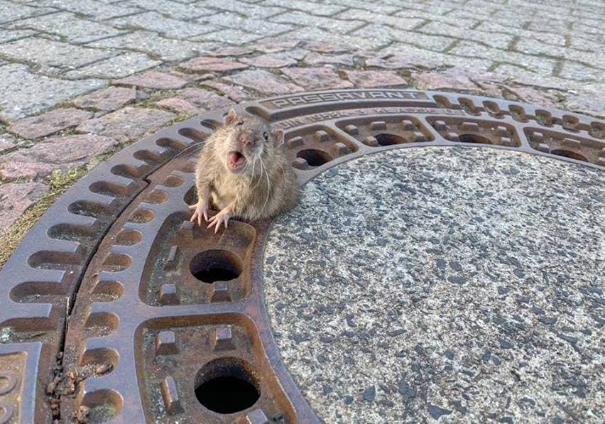Video: Rescatan a rata gorda atorada en la coladera