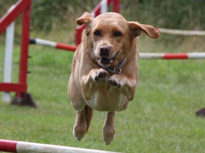 Bomberos refuerzan adiestramiento canino