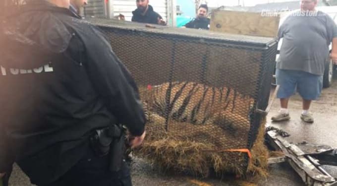 Video: Hombre encuentra un tigre en la casa abandonada donde se drogaba