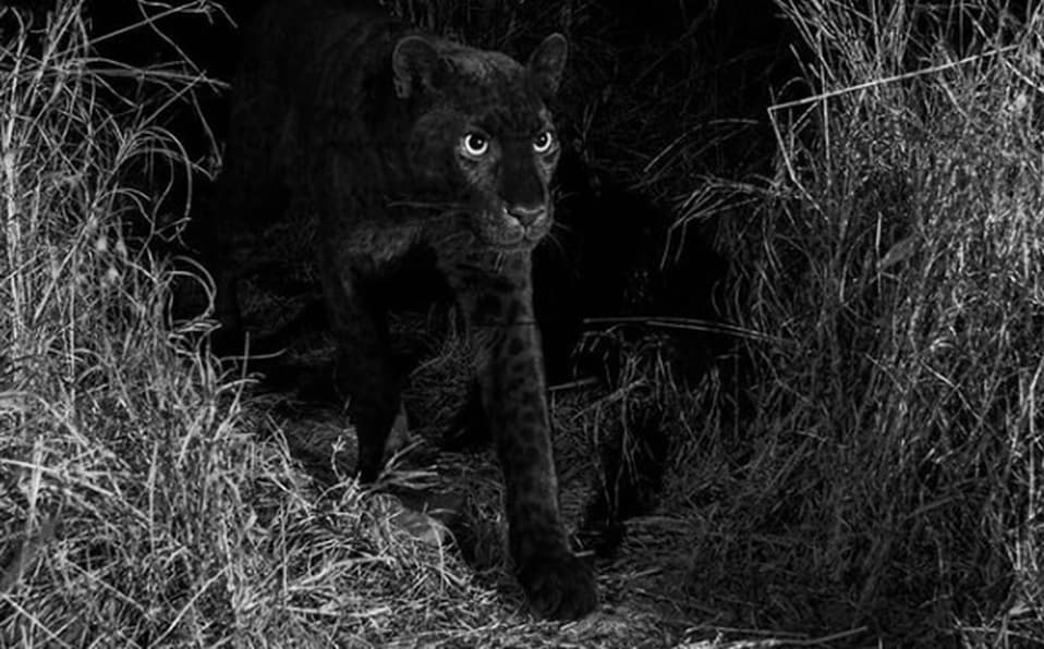 Por primera vez en 100 años captan imágenes de un leopardo negro