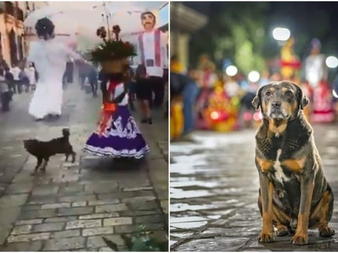 Perro callejero podría ser imagen cultural de Oaxaca