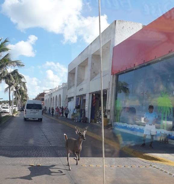 Deambula venado por centro de Cozumel