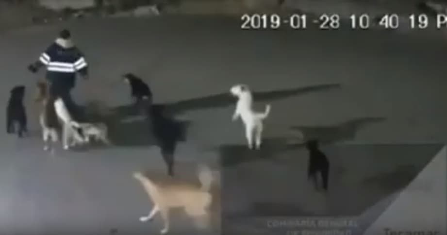 Mujer es asesinada por una jauría de perros en Edomex