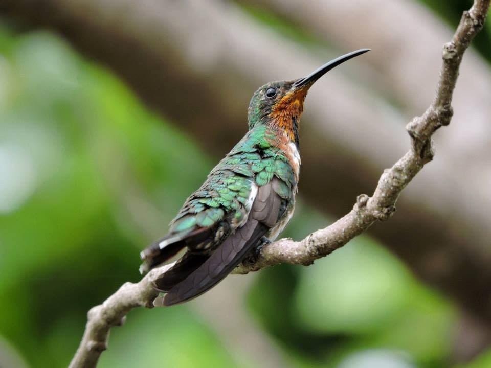 Piden a cozumeleños conservar al colibrí esmeralda