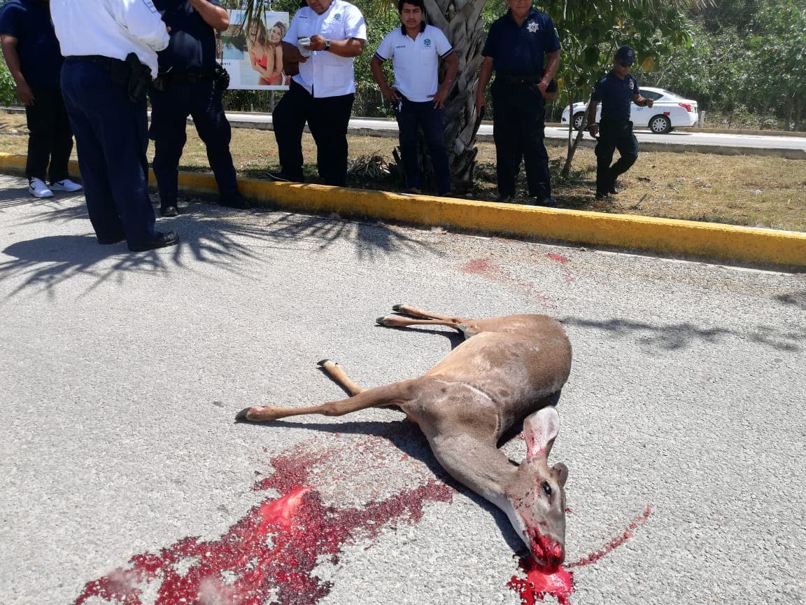 Arrollan a un venado en Playa del Carmen