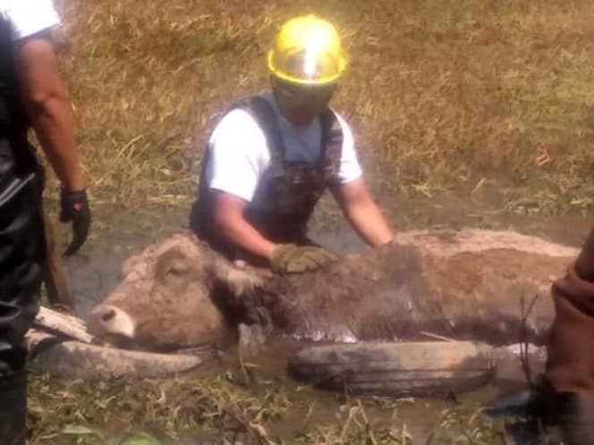 Vaca se atora en el fango y casi es devorada por perros