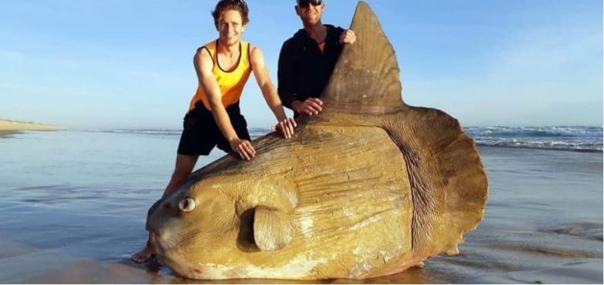 Hallan gigante pez encallado en Australia