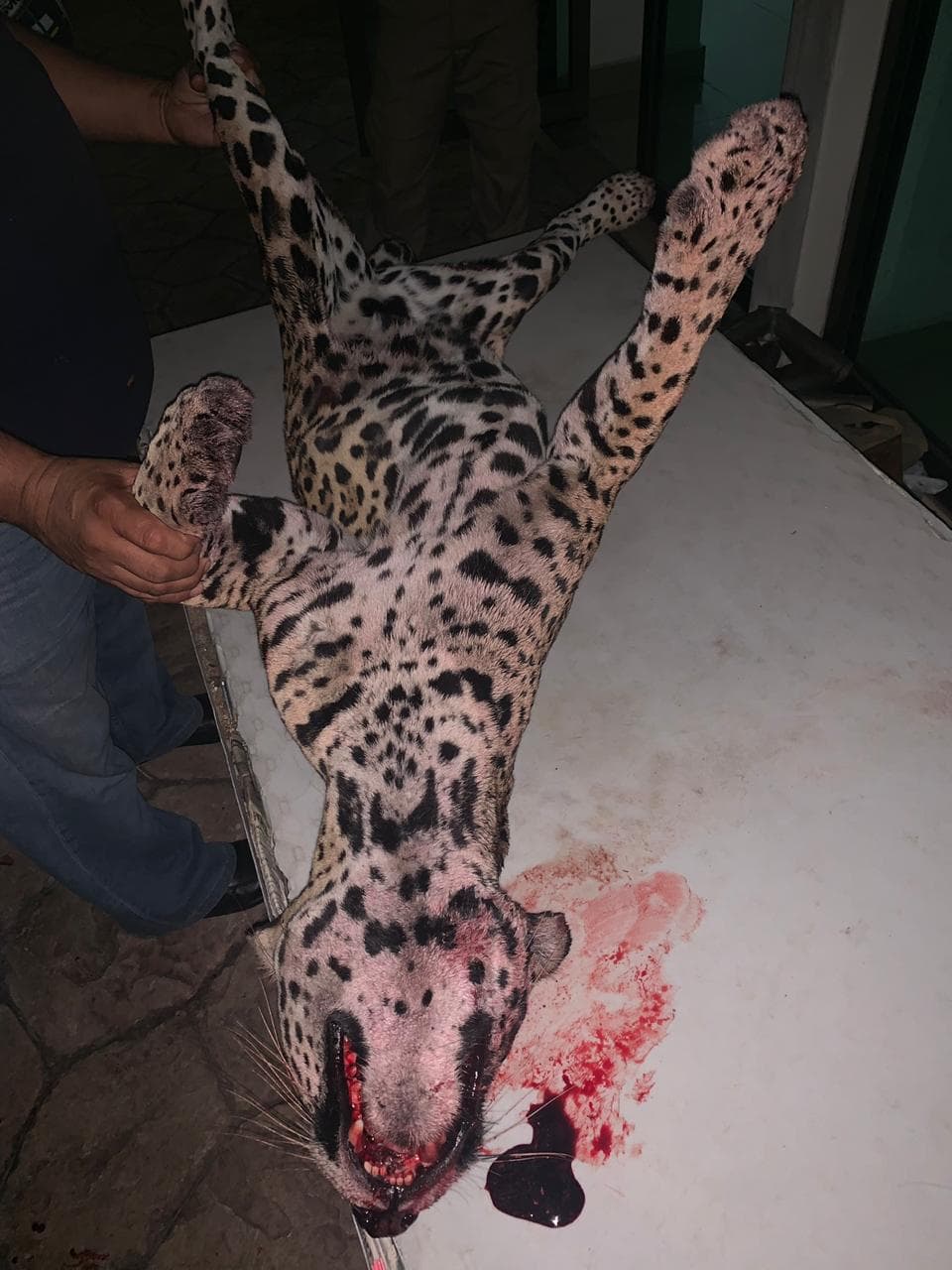 Jaguar atropellado tenía marcas de escopetazos