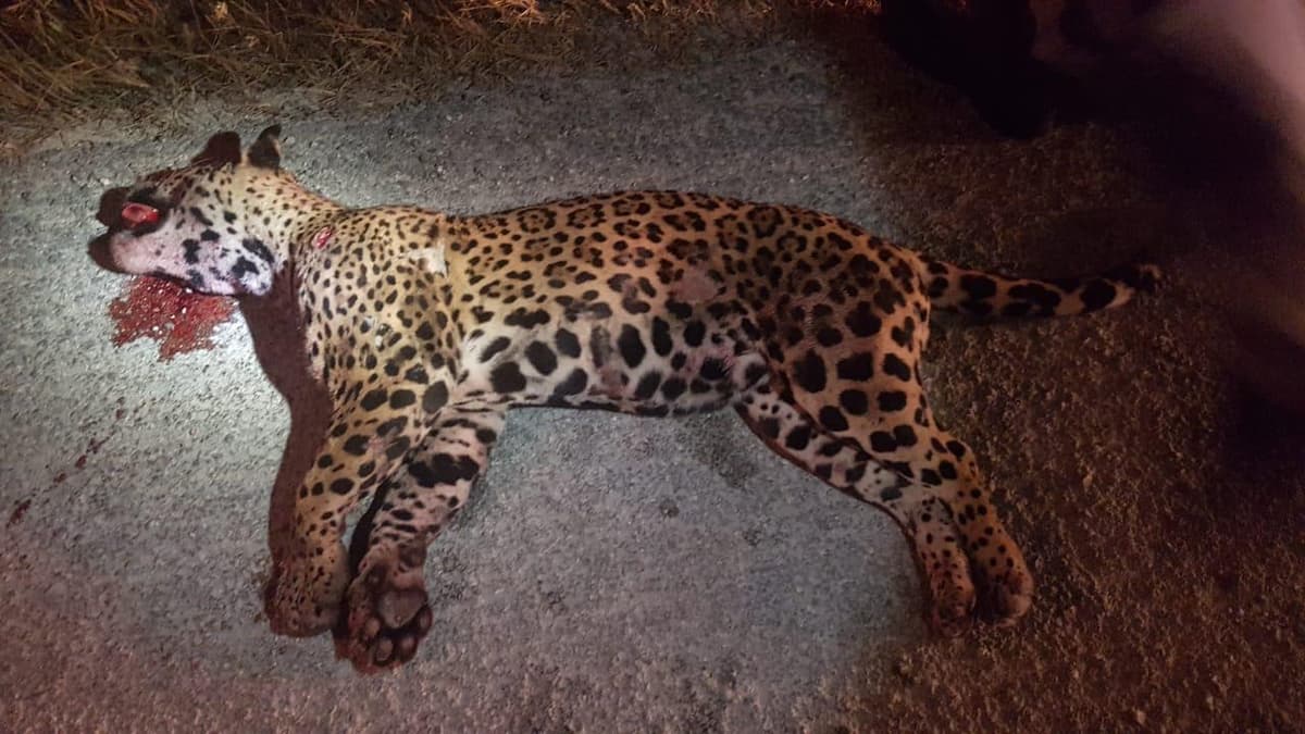 Detienen a hijo del dueño de MayAir por arrollar a un jaguar