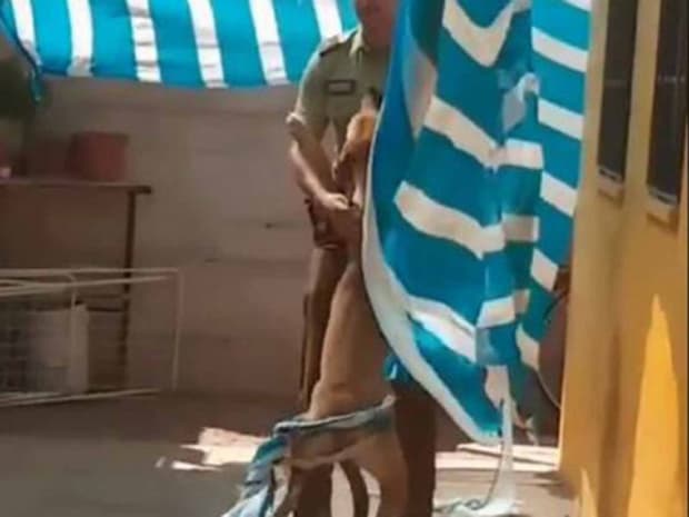 Video: Perrito agradece a policía de ser rescatado con un abrazo