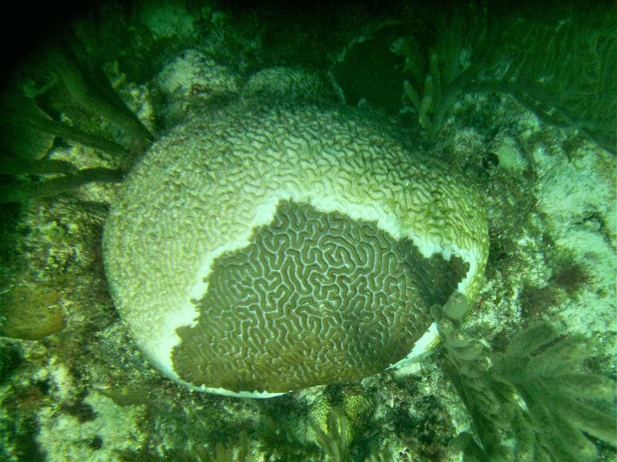 Mueren corales del Caribe Mexicano