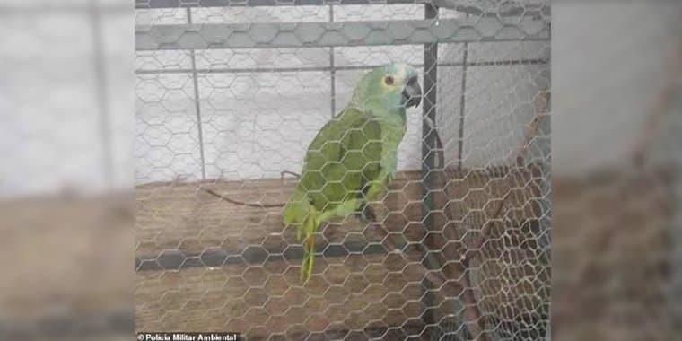 "Narco loro" es detenido por prevenir a sus dueños de la policía