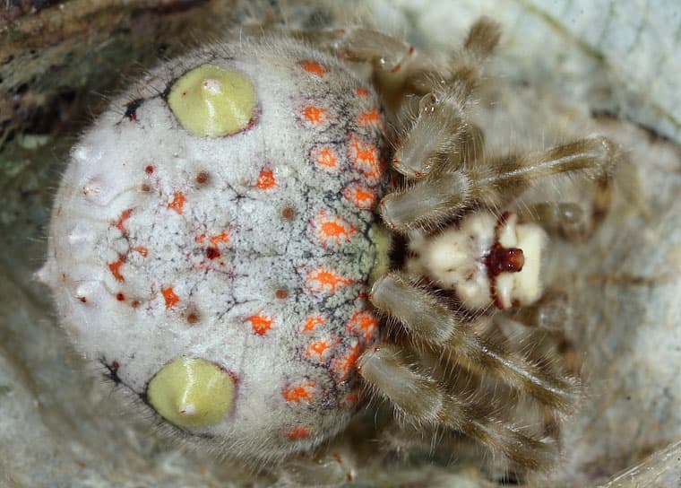 Araña con aspecto de sushi desconcierta las redes sociales