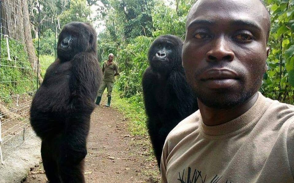 Gorilas posan para la selfie y se vuelven viral