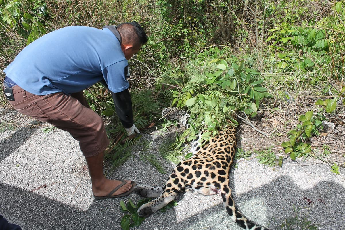 Atropellan a jaguar en carretera a Kantunilkín