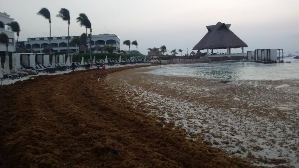 Inicia la semana, ¡Santa invadida de sargazo!