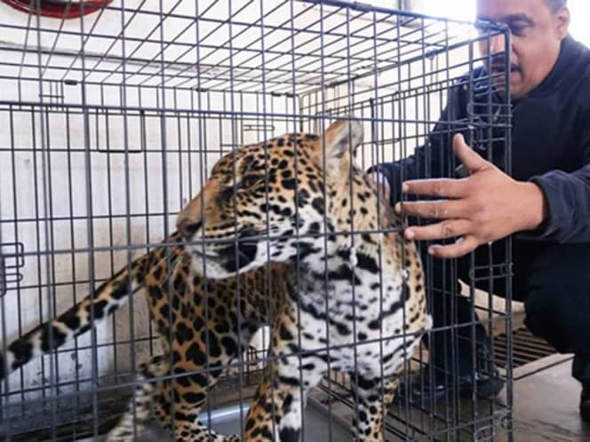 Jaguar ataca a albañil luego de escaparse de una residencia