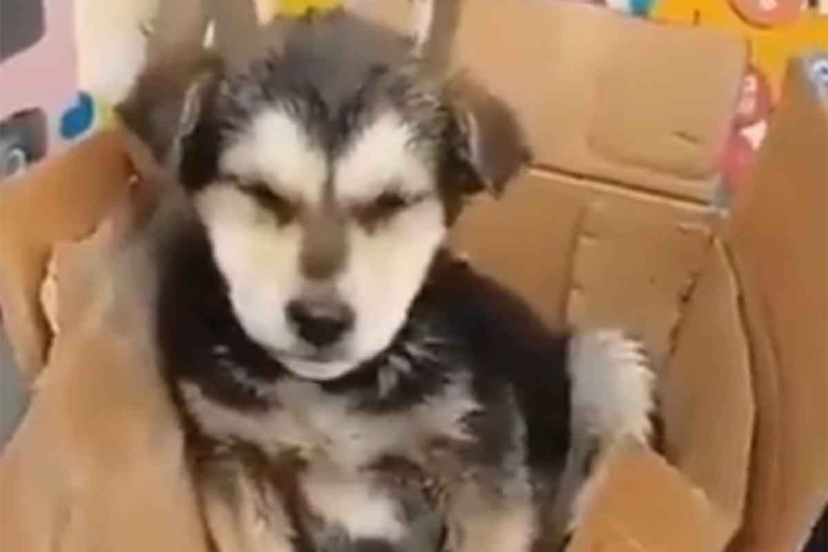 ¡Héroe sin capa! Da respiración boca-hocico y salva a perrito inconsciente