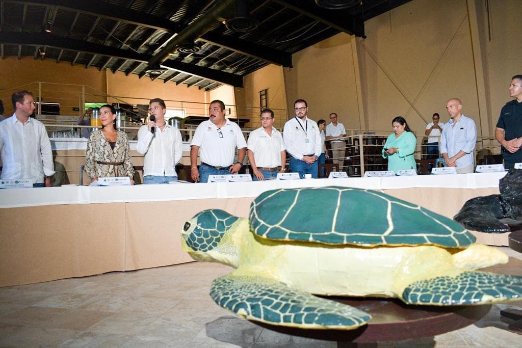Buscan Tulum romper récord de anidación de tortugas marinas