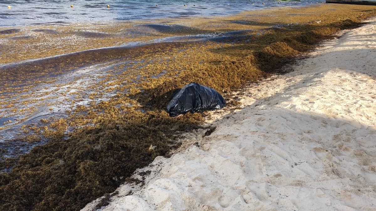 Hallan tortuga muerta en Playa del Carmen