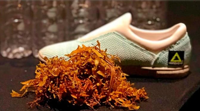 Joven emprendedor podría tener la solución al problema del sargazo