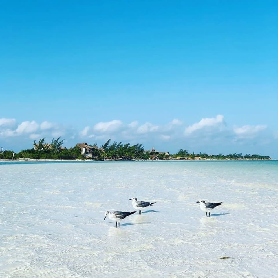 Conoce las playas sin sargazo en Quintana Roo
