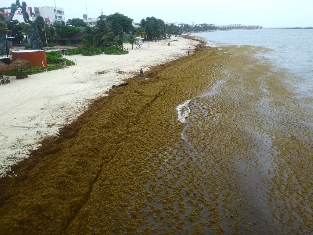 Recogerán sargazo cinco buques de la Semar en Q. Roo