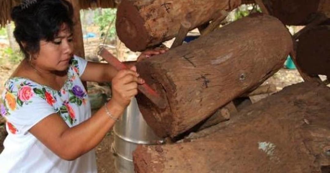 Cae producción de miel 50 por ciento en Tulum