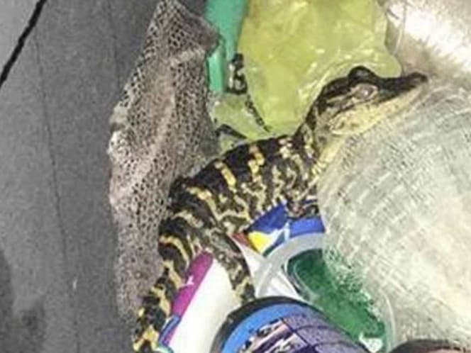 Mujer es detenida y le descubren un caimán en el pantalón