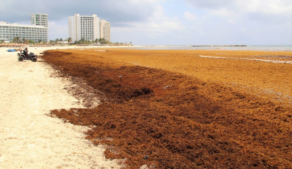 "Isla" de sargazo se aproxima a Quintana Roo