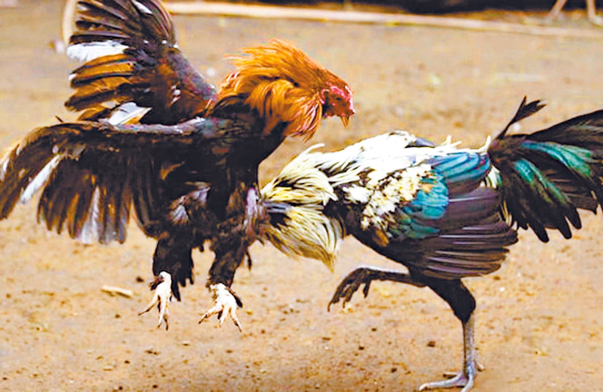 Piden palqueros, caleseros y galleros dar marcha atrás a Ley de Bienestar Animal