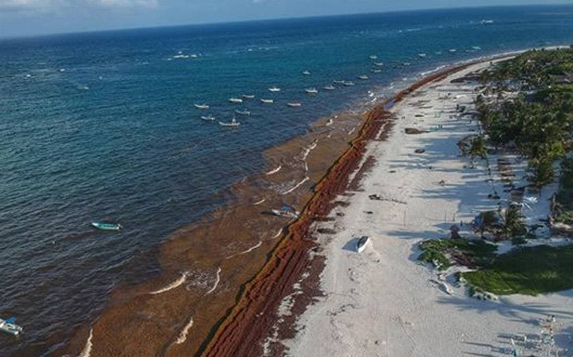 Rentarán barcos en Cancún para recoger sargazo; los de la Marina tardarían 4 meses en llegar