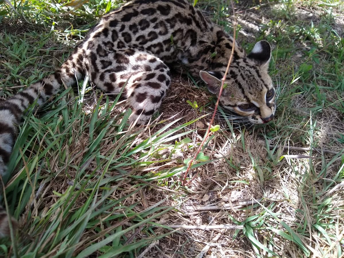 Atropellan a ocelote en Kantunilkín